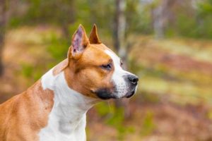 American Staffordshire Terrier - History - Temperament